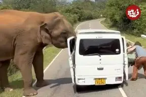 ببینید| لحظات ترسناک سافاری در سریلانکا؛ فیل درِ خودرو را کند! 
