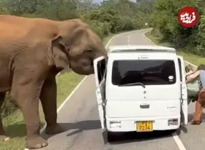 ببینید| لحظات ترسناک سافاری در سریلانکا؛ فیل درِ خودرو را کند! 