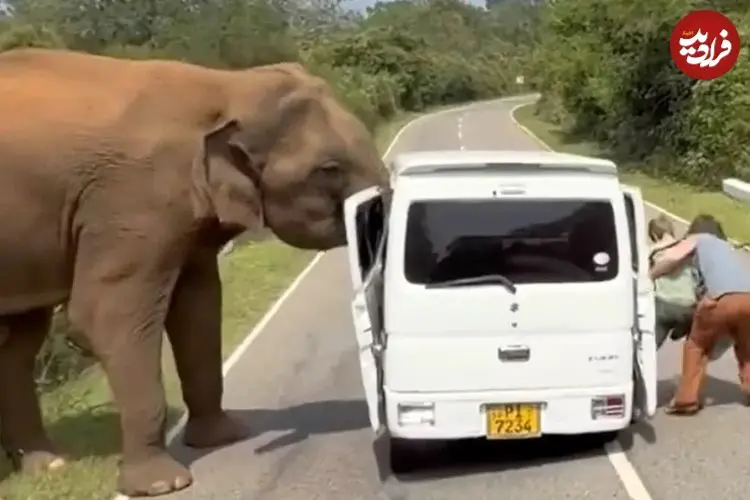 ببینید| لحظات ترسناک سافاری در سریلانکا؛ فیل درِ خودرو را کند! 