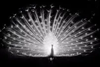 تصاویر؛ ۱۱ عکس سیاه و سفید و زیبایی که از سراسر جهان ثبت شده‌اند