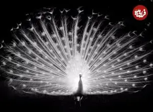 تصاویر؛ ۱۱ عکس سیاه و سفید و زیبایی که از سراسر جهان ثبت شده‌اند