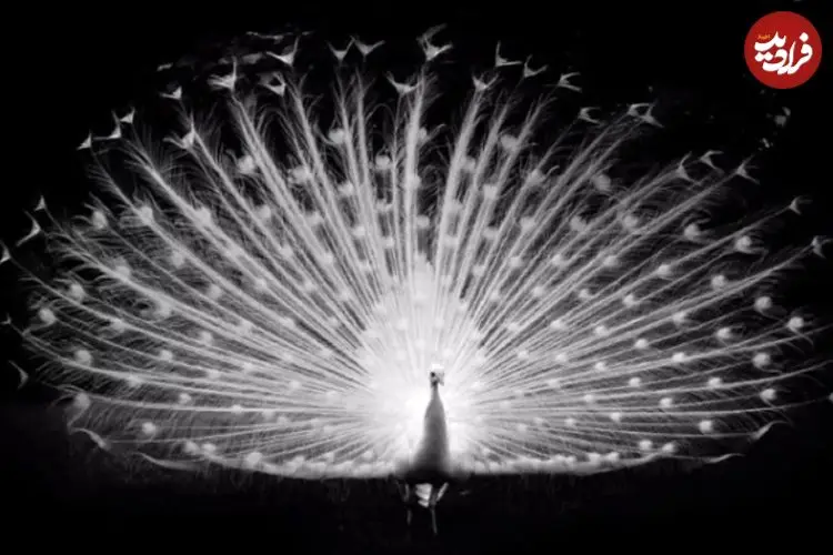 تصاویر؛ ۱۱ عکس سیاه و سفید و زیبایی که از سراسر جهان ثبت شده‌اند