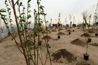 پوشش گیاهی تهران تغییر می کند