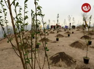 پوشش گیاهی تهران تغییر می کند