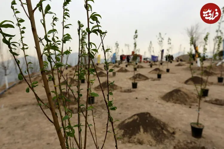 پوشش گیاهی تهران تغییر می کند