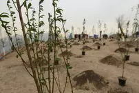 پوشش گیاهی تهران تغییر می کند