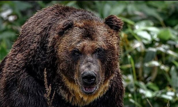 (ویدئو) حمله ناگهانی و هولناک خرس به یک زن!