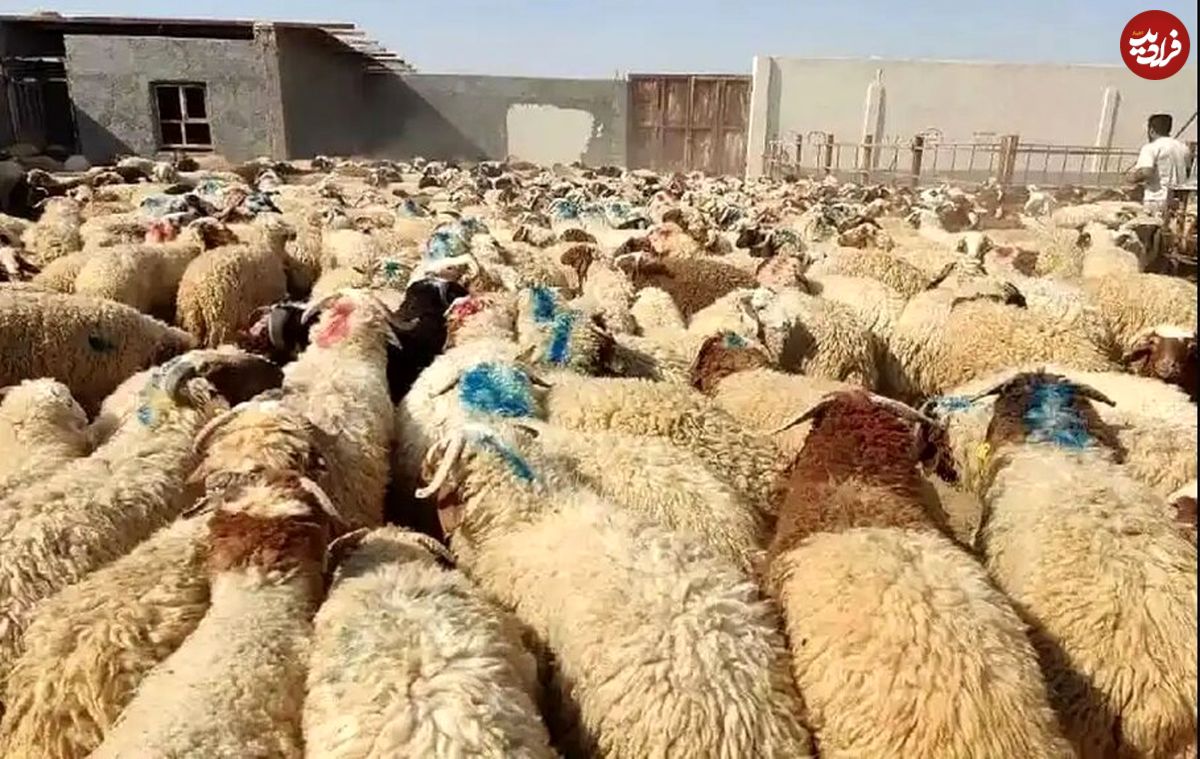 قیمت دام زنده برای عید قربان چقدر شد؟