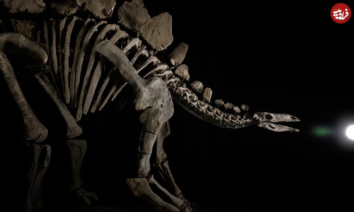 (عکس) حراج فسیل دایناسور، کامل، نایاب، فقط ۳۵۰ میلیارد تومان! 