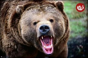 ببینید؛ تلاش خرس برای بالا رفتن از کانکس برای شکار دو مرد
