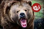 ببینید؛ تلاش خرس برای بالا رفتن از کانکس برای شکار دو مرد