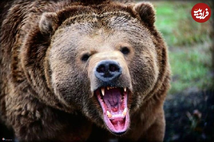 ببینید؛ تلاش خرس برای بالا رفتن از کانکس برای شکار دو مرد