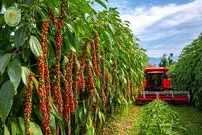 ببینید؛ مراحل کاشت، برداشت و فرآوری صدها تن فلفل سیاه در ویتنام