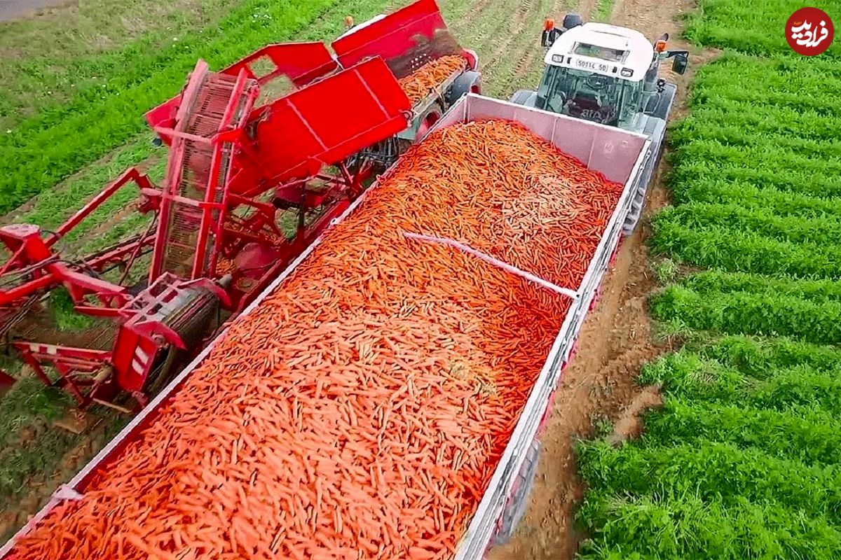 (ویدئو) فناوری مدرن پردازش هویج؛ هویج چگونه برداشت و بسته بندی می شود؟