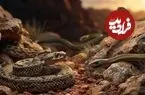 تصاویر| خطرناک‌ترین مارها برای انسان؛ مرگ‌بارترین نیش‌ها را بشناسید
