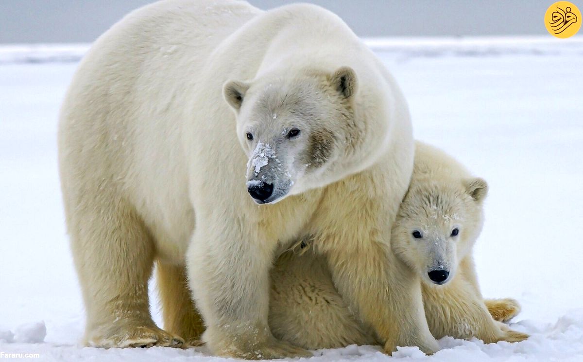 (ویدئو) یک روز از زندگی یک خرس قطبی