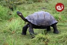 ۵ جانوری که بین 200 تا 500 سال عمر می‌کنند