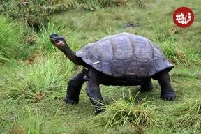 ۵ جانوری که بین 200 تا 500 سال عمر می‌کنند