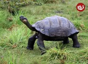 ۵ جانوری که بین 200 تا 500 سال عمر می‌کنند