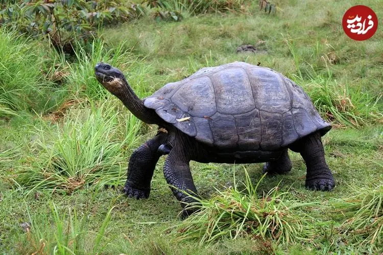 ۵ جانوری که بین 200 تا 500 سال عمر می‌کنند