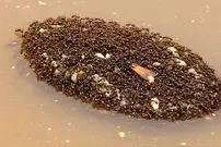 تصاویر| مورچه‌های قایق‌ساز؛ مورچه‌هایی که برای جابجایی با بدن خود قایق می‌سازند و هفته‌ها روی آب سفر می‌کنند