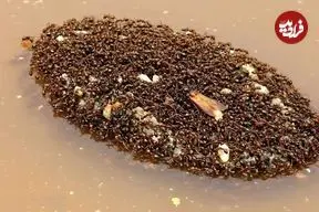 تصاویر| مورچه‌های قایق‌ساز؛ مورچه‌هایی که برای جابجایی با بدن خود قایق می‌سازند و هفته‌ها روی آب سفر می‌کنند