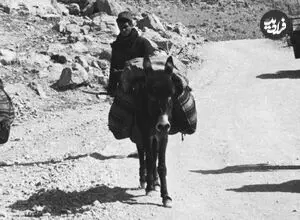 عکس| سفر زمان؛ سفر با «الاغ و اتومبیل» در جادۀ قزوین رشت؛ 91 سال قبل