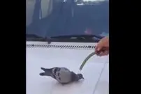 (ویدیو) پناه آوردن کبوتر از شدت گرما به انسان