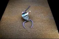 ( عکس) موجود ۴۵۰ میلیون ساله به زندگی برگشت
