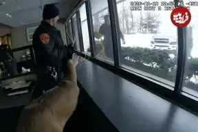 ببینید| سرقت ناموفق گوزن از بانک