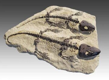 کشف قدیمی‌ترین پوست فسیل‌شده با قدمت ۳۰۰ میلیون سال