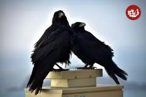 نمونه‌ای نادر از تعامل با حیات‌وحش؛ چرا کلاغ‌ها به انسان هدیه می‌دهند؟