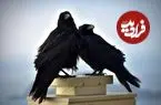 نمونه‌ای نادر از تعامل با حیات‌وحش؛ چرا کلاغ‌ها به انسان هدیه می‌دهند؟