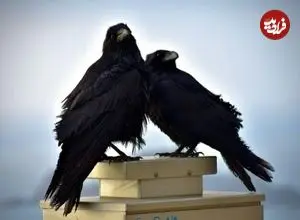 نمونه‌ای نادر از تعامل با حیات‌وحش؛ چرا کلاغ‌ها به انسان هدیه می‌دهند؟