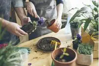 فواید پوست تخم مرغ برای گیاهان آپارتمانی؛ روش ساخت کود گیاهی با پوست تخم مرغ