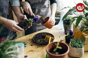 فواید پوست تخم مرغ برای گیاهان آپارتمانی؛ روش ساخت کود گیاهی با پوست تخم مرغ
