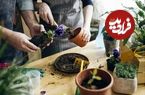 فواید پوست تخم مرغ برای گیاهان آپارتمانی؛ روش ساخت کود گیاهی با پوست تخم مرغ