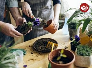 فواید پوست تخم مرغ برای گیاهان آپارتمانی؛ روش ساخت کود گیاهی با پوست تخم مرغ