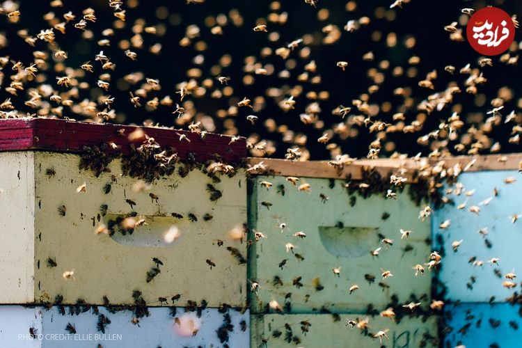 ببینید؛ حمله مرگبار زنبورها به مشتریان یک سوپرمارکت