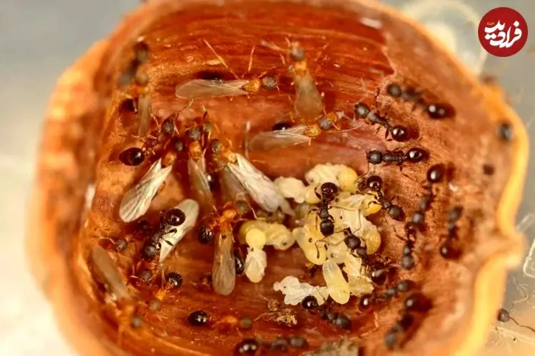 کشف گونه‌ای مورچه که نر و کارگر ندارد / همه ملکه هستند