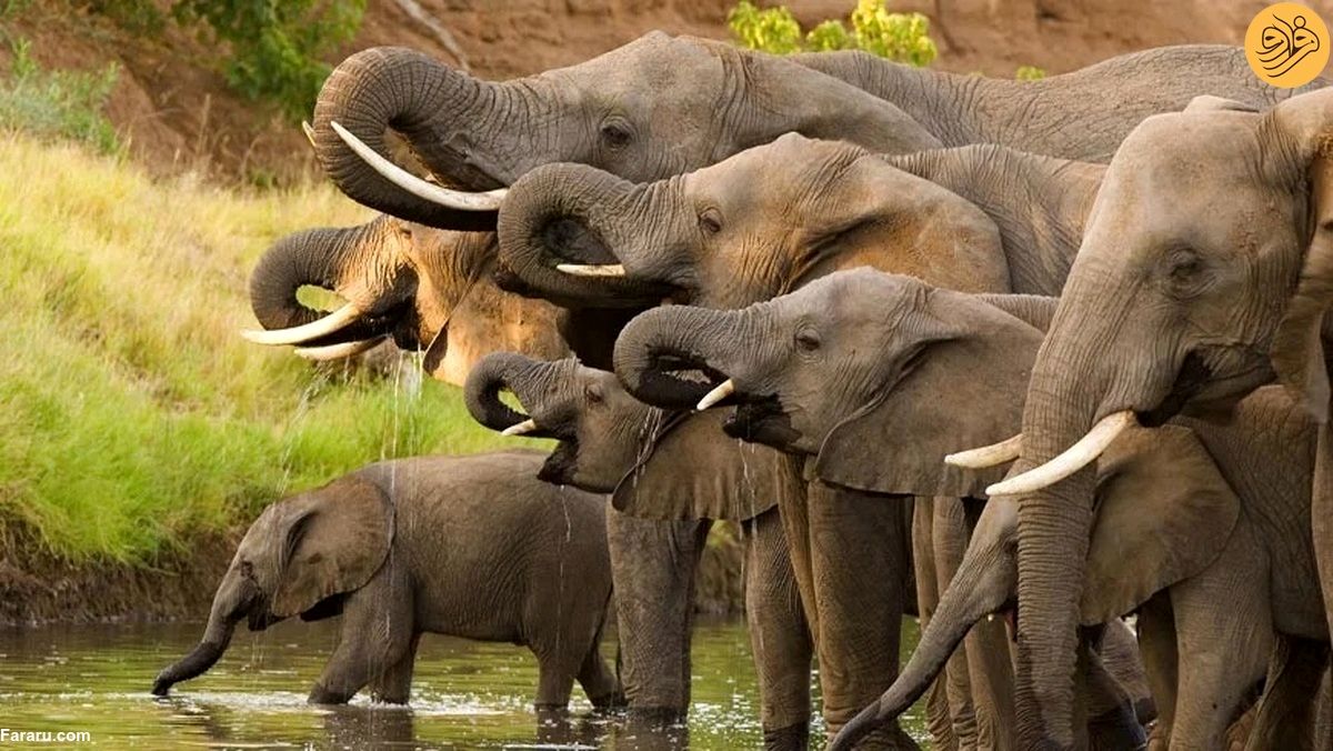 (ویدئو) محافظت رنجر‌ها از فیل‌هایی که در جستجوی غذا سفر می‌کنند