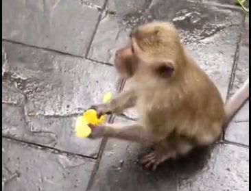 ( ویدیو) واکنش دور از انتظار یک میمون شکمو به زن مهربان؛ نتیجه تعارف موز نصفه!