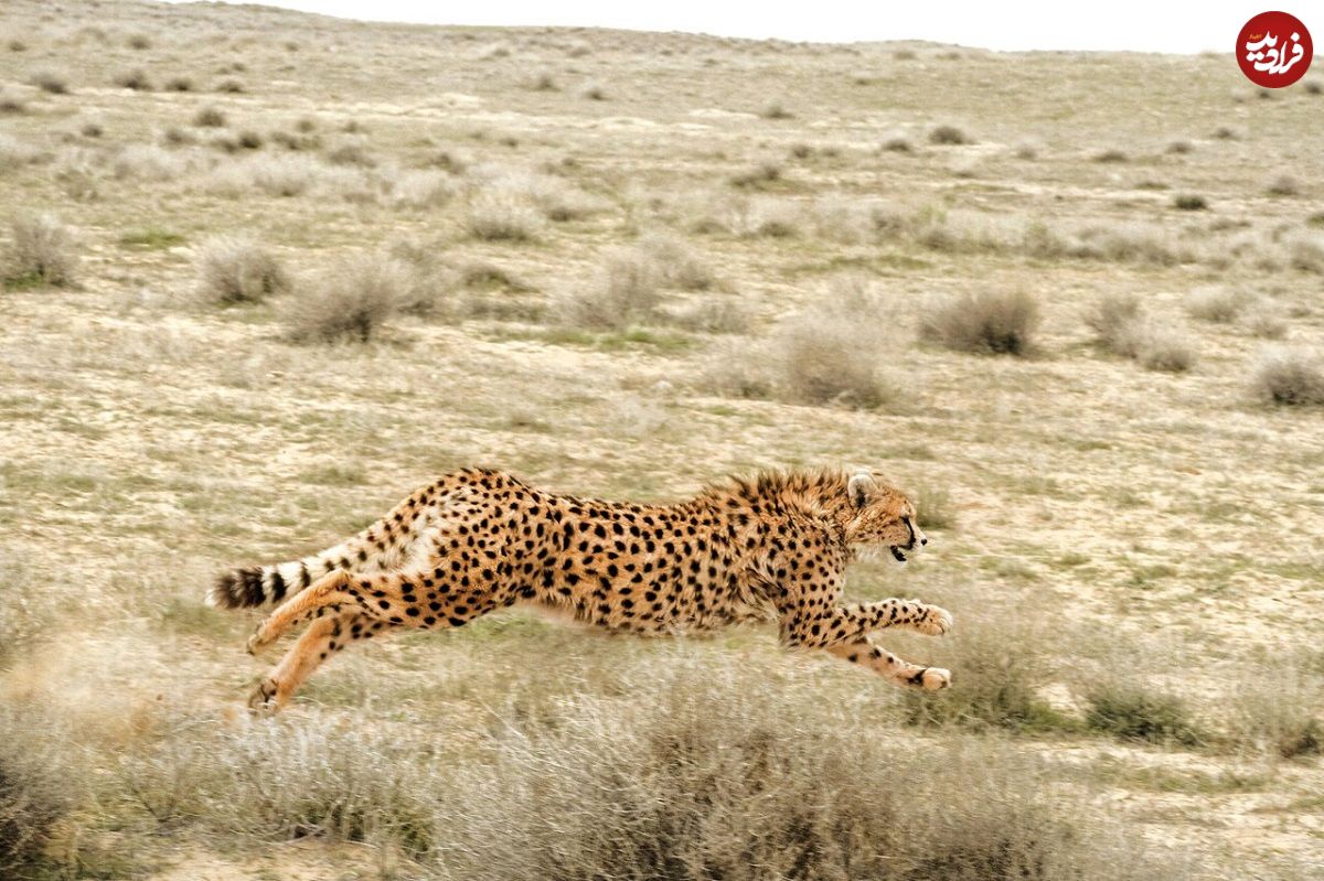 ببینید؛ زیباترین تصاویر از دویدن های ۴ توله یوز و مادر در میاندشت