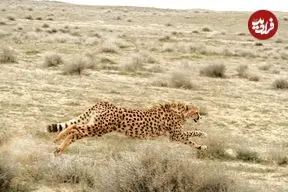 ببینید؛ زیباترین تصاویر از دویدن های ۴ توله یوز و مادر در میاندشت