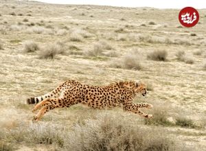 ببینید؛ زیباترین تصاویر از دویدن های ۴ توله یوز و مادر در میاندشت