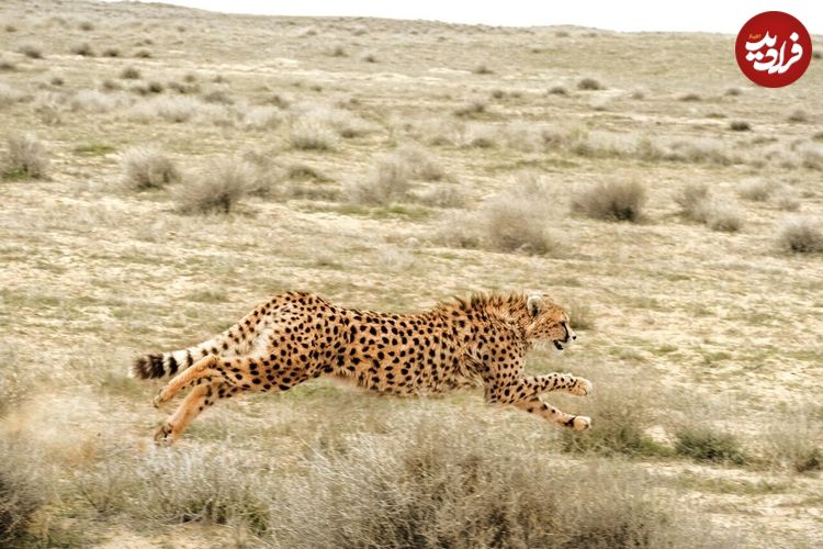 ببینید؛ زیباترین تصاویر از دویدن های ۴ توله یوز و مادر در میاندشت