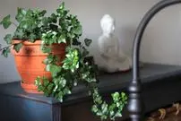 موثرترین روش‌ها برای تامین رطوبت گیاهان آپارتمانی