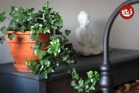 موثرترین روش‌ها برای تامین رطوبت گیاهان آپارتمانی