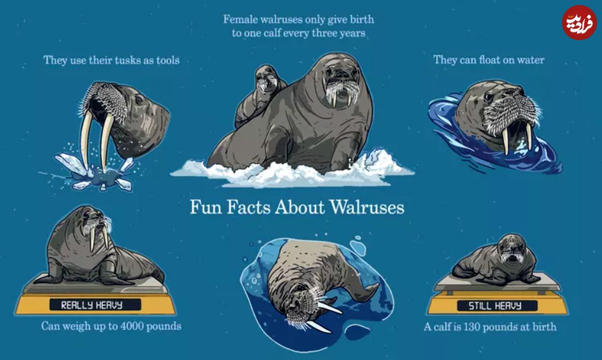 8 حقیقت درباره گراز دریایی شگفت انگیز
