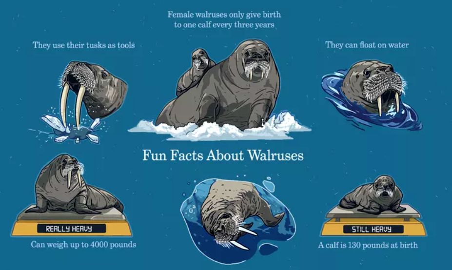 8 حقیقت درباره گراز دریایی شگفت انگیز
